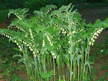 КУПЕНА МНОГОЦВЕТКОВАЯ (взрослый куст с голыми корянми) 1114364582 фото
