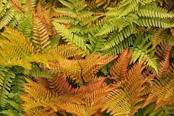 ВЕЧНОЗЕЛЕНЫЙ ПАПОРОТНИК ЩИТОВНИК КРАСНОРУСОВЫЙ &laquo;Dryopteris erythrosora&raquo; (взрослый куст в технологич. горшке) 1749564771 фото
