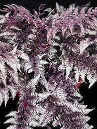 ПАПОРОТНИК КОЧЕДЫЖНИК &laquo;Burgundy Lace&raquo; (взрослый куст в технологическом горшке) 1749569162 фото