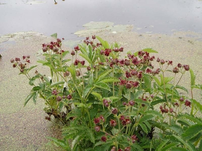 САБЕЛЬНИК БОЛОТНЫЙ, ЛАПЧАТКА БОЛОТНАЯ, ПЯТИЛИСТНИК (взрослый куст в сетчатом горшке) 1129858844 фото