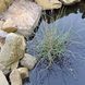 СИТНИК СПІРАЛЬНИЙ, ЮНКУС - рослина для міні ставка, водної клумби, ставочка у вазоні 1797437245 фото 5