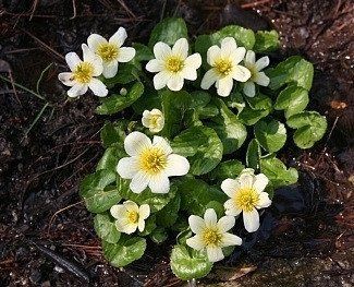 КАЛУЖНИЦА БОЛОТНАЯ БЕЛАЯ ALBA - растение для мини пруда, водной клумбы, прудика в вазоне 1797442916 фото