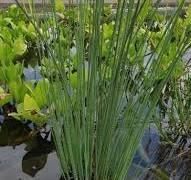СИТНИК СИЗИЙ, ЮНКУС - рослина для міні ставка, водної клумби, ставочка у вазоні 2499532486 фото