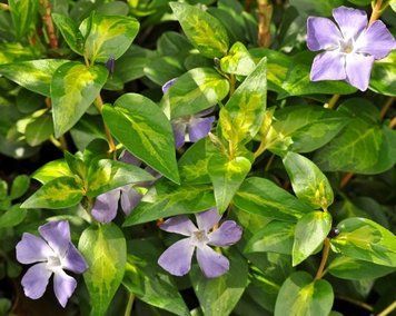 ВЕЧНОЗЕЛЁНЫЙ БАРВИНОК БОЛЬШОЙ MACULATA (взрослый куст в технологическом горшке) 2124887231 фото