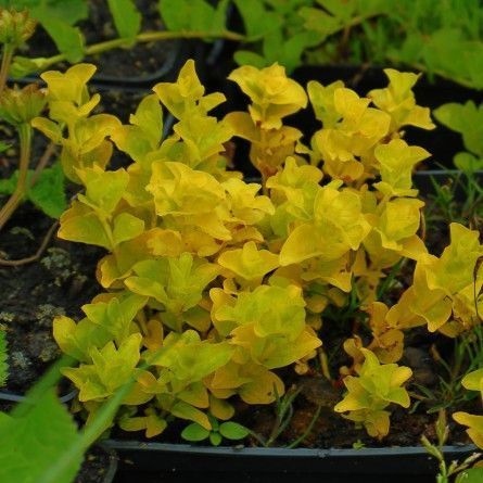 ВЕРБОЗІЛЛЯ МОНЕТЧАСТЕ ЗОЛОТИСТЕ AUREUM (дорослий кущ в технологічному горщику) 1577040635 фото