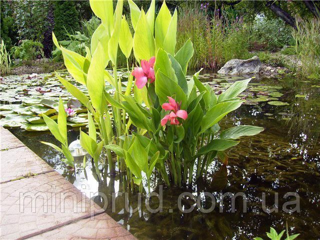 КАННА ВОДНАЯ, ЖЁЛТЫЙ ЦВЕТОК (взрослый куст в сетчатом горшке) 1127395819 фото