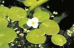 ВОДОКРАС, ЛЯГУШЕЧНИК - растение для мини пруда, водной клумбы, прудика в вазоне 1797624498 фото