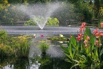 КАННА ВОДНАЯ, АБРИКОСОВЫЙ ЦВЕТОК (взрослый куст в сетчатом горшке) 1341646542 фото