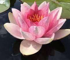 ЛАТАТТЯ, НІМФЕЯ "ФАБІОЛА" (дорослий кущ у сітчастому горщику) 2134116751 фото