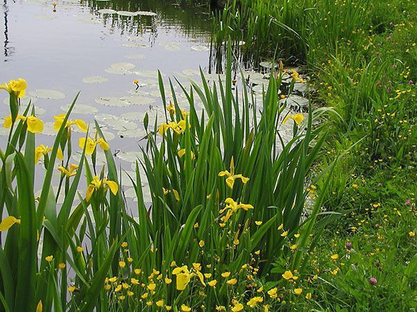 ИРИС БОЛОТНЫЙ ЖЁЛТЫЙ, ВОДЯНОЙ КАСАТИК (взрослое растение с голыми корнями) 1128644453 фото