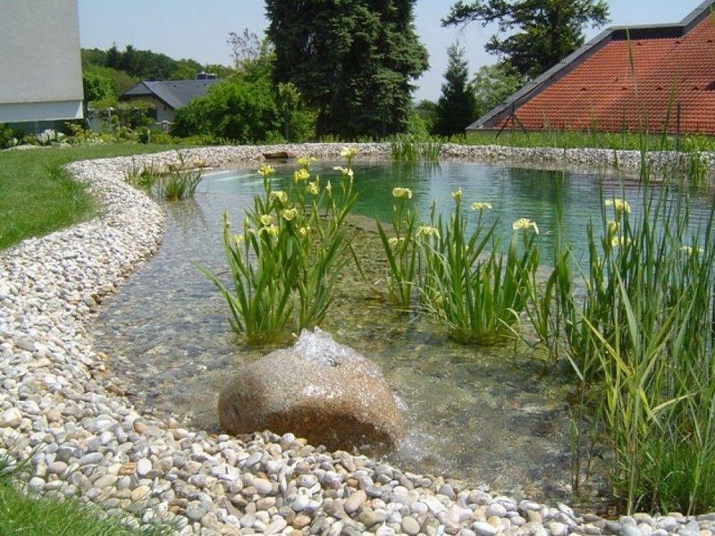 ИРИС БОЛОТНЫЙ ЖЁЛТЫЙ, ВОДЯНОЙ КАСАТИК (взрослое растение с голыми корнями) 1128644453 фото