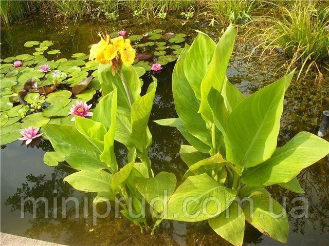 КАННА ВОДНАЯ, ТИГРОВЫЙ ЦВЕТОК (взрослый куст в сетчатом горшке) 1127479854 фото