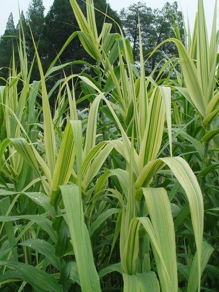 ARUNDO ГІГАНТСЬКИЙ ВАРИЕГАТНЫЙ (різні розміри) (БК) 2537930145 фото