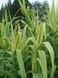 ARUNDO ГІГАНТСЬКИЙ ВАРИЕГАТНЫЙ (різні розміри) (БК) 2537930145 фото 7