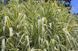ARUNDO ГІГАНТСЬКИЙ ВАРИЕГАТНЫЙ (різні розміри) (БК) 2537930145 фото 4