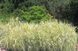 ARUNDO ГІГАНТСЬКИЙ ВАРИЕГАТНЫЙ (різні розміри) (БК) 2537930145 фото 3
