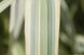 ARUNDO ГІГАНТСЬКИЙ ВАРИЕГАТНЫЙ (різні розміри) (БК) 2537930145 фото 5