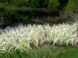 ARUNDO ГІГАНТСЬКИЙ ВАРИЕГАТНЫЙ (різні розміри) (БК) 2537930145 фото 6