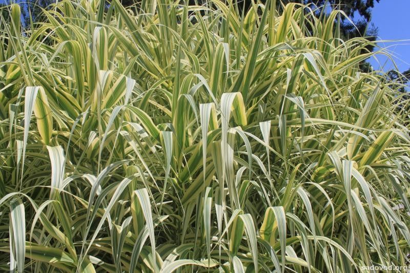 ARUNDO ГІГАНТСЬКИЙ ВАРИЕГАТНЫЙ (різні розміри) (БК) 2537930145 фото
