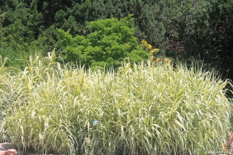 ARUNDO ГІГАНТСЬКИЙ ВАРИЕГАТНЫЙ (різні розміри) (БК) 2537930145 фото
