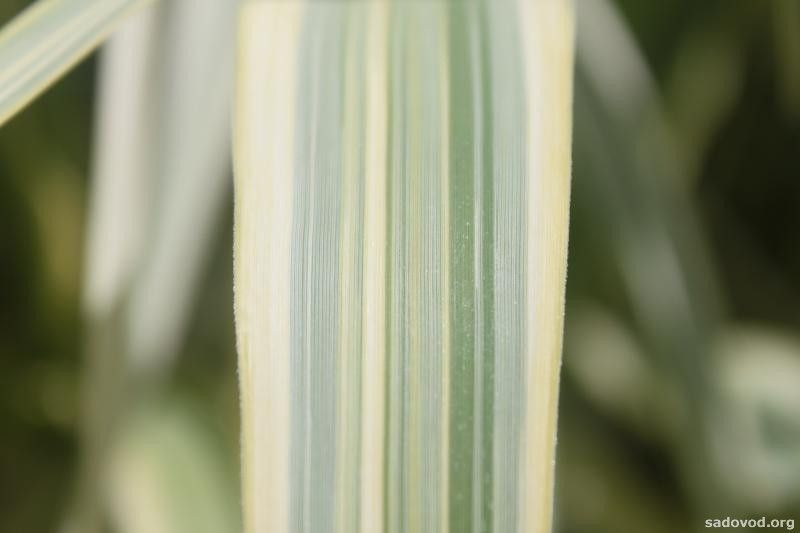 ARUNDO ГІГАНТСЬКИЙ ВАРИЕГАТНЫЙ (різні розміри) (БК) 2537930145 фото