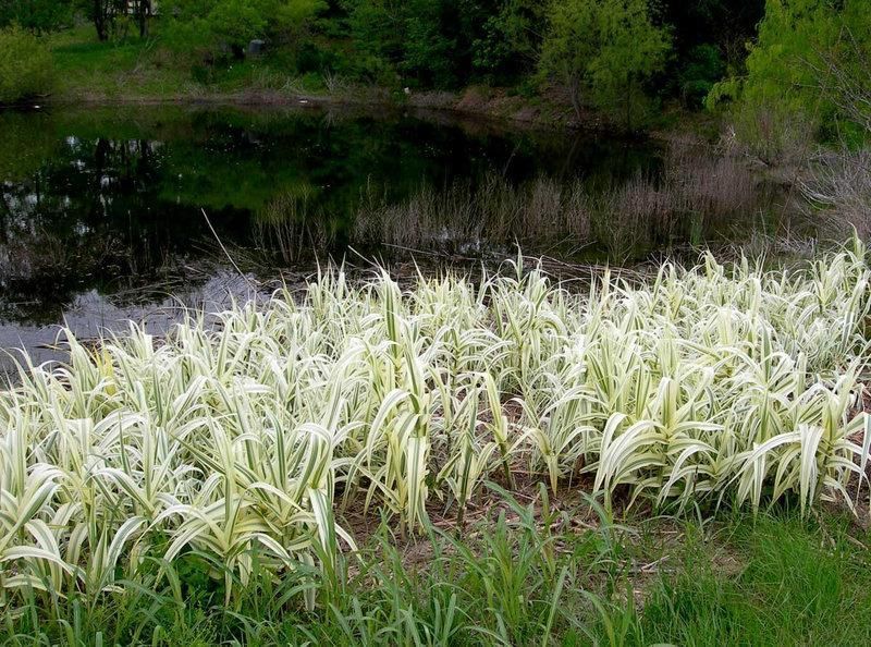 ARUNDO ГІГАНТСЬКИЙ ВАРИЕГАТНЫЙ (різні розміри) (БК) 2537930145 фото